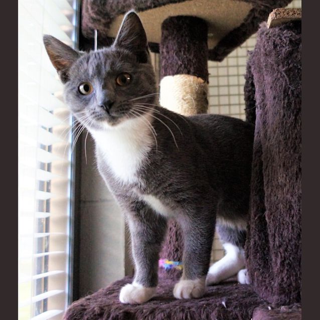 Photo of Klaus Now Sox
