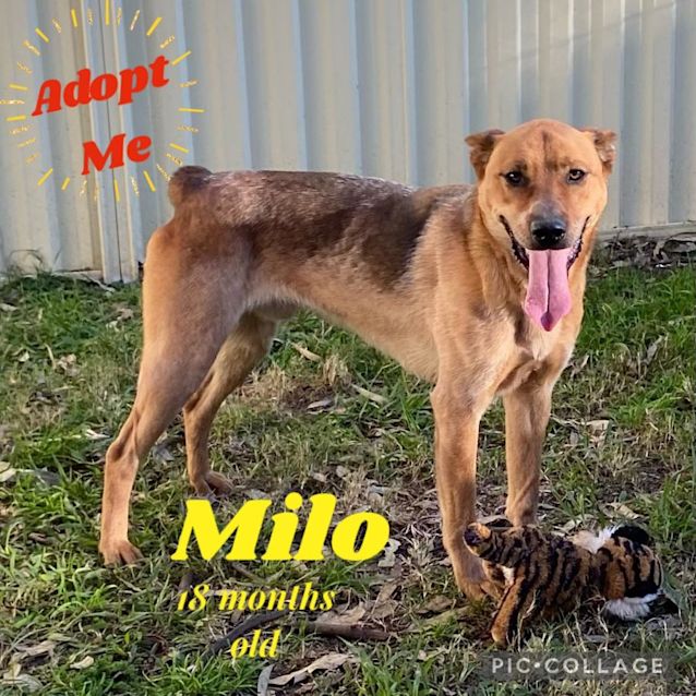 Photo of Milo