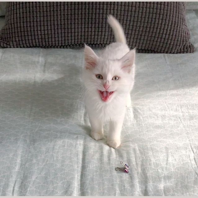 Photo of 🧄Aioli🧄