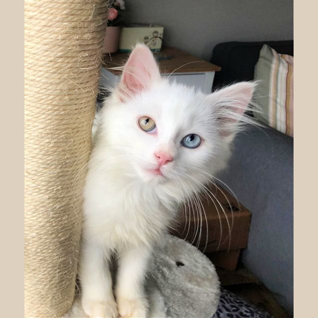 Photo of 🥙Hummus🥙