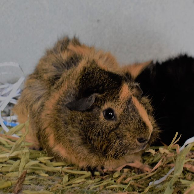 Photo of Pablo