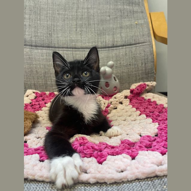 Photo of Kiwi