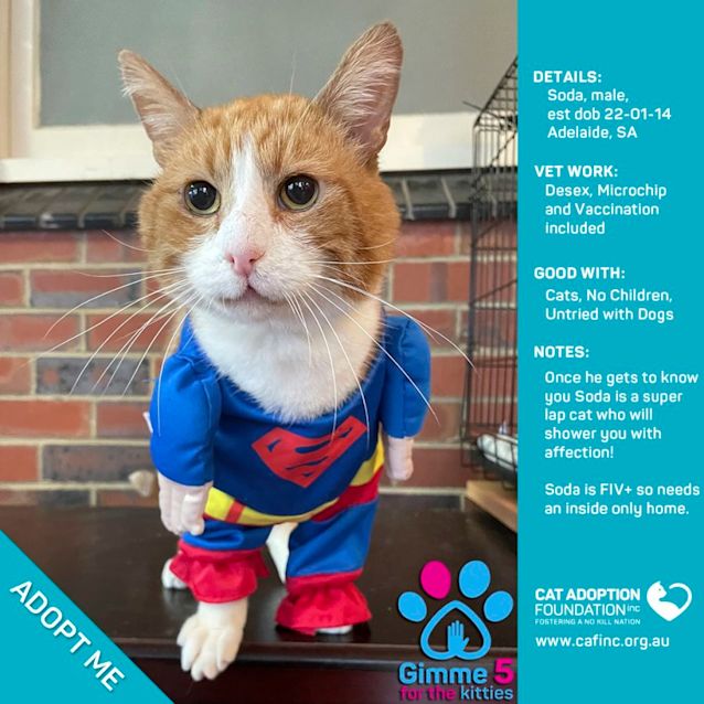 Photo of Soda $0 Adoption Fee!