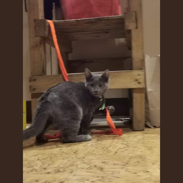 Photo of Tabatha ~ Meet Me @ Pet Stock Mornington ❤️