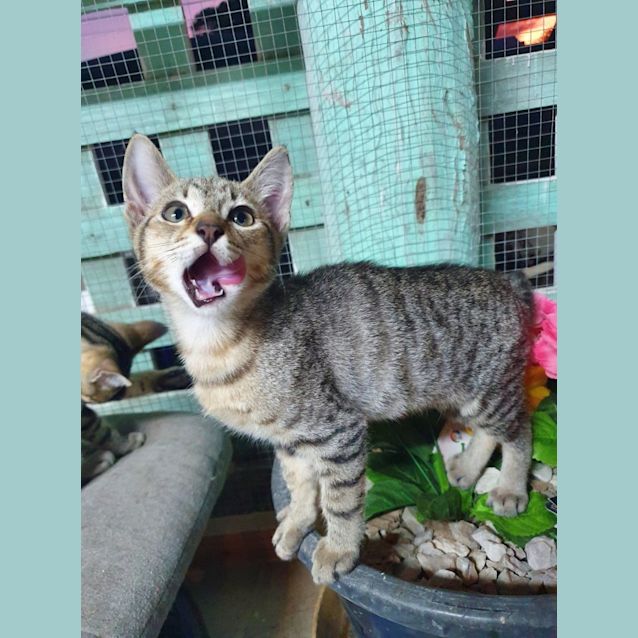 Photo of Sprinkle