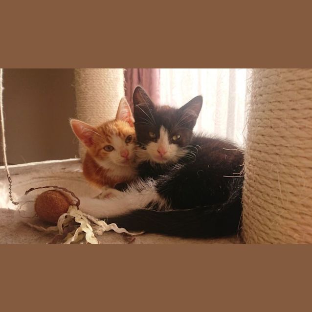 Photo of Ichi **2nd Chance Cat Rescue**