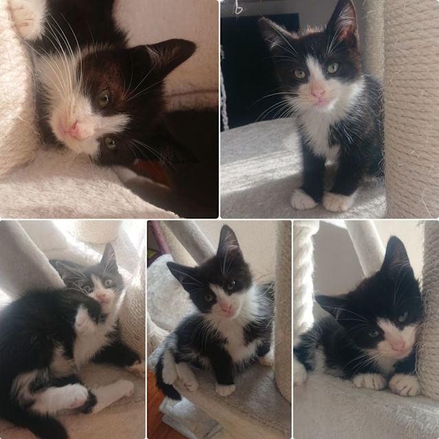 Photo of Pichi **2nd Chance Cat Rescue**