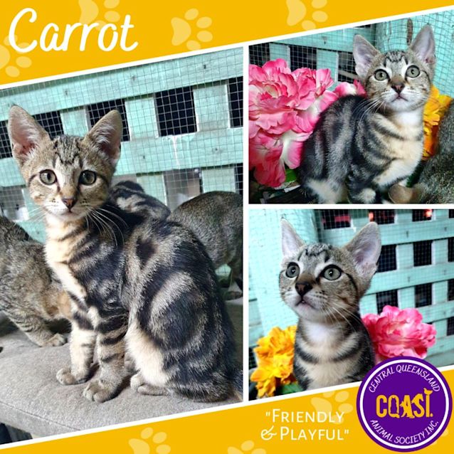 Photo of Carrot