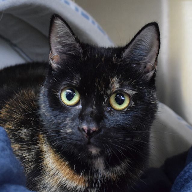 Photo of Apricot (Now Popcorn)