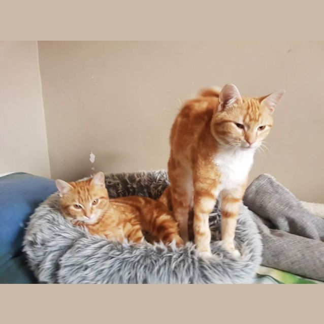 Photo of Pablo & Peppy