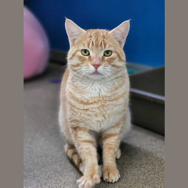 Photo of Ginger Nut