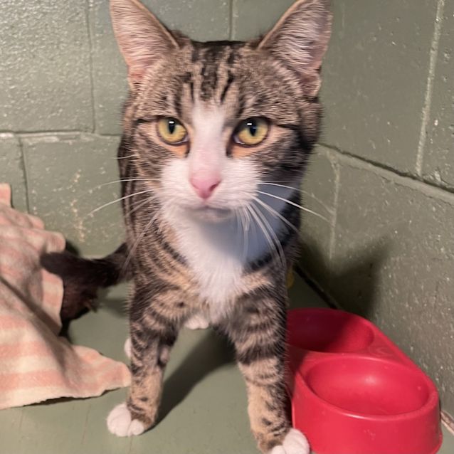 Photo of Tabby