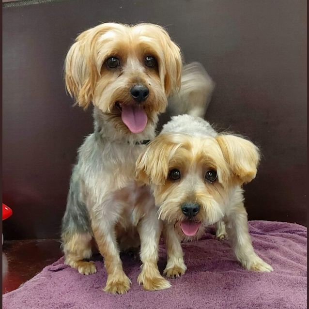 Photo of Dino & Dusty