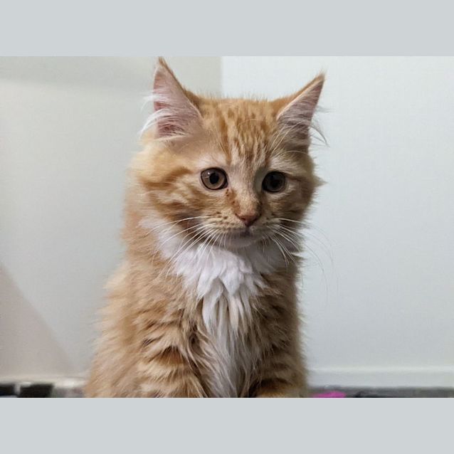 Photo of Cookie   Meet Me At Pet Stock Mitcham