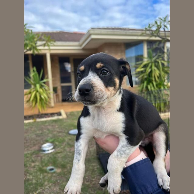 Photo of Puppy Nero Dl2887