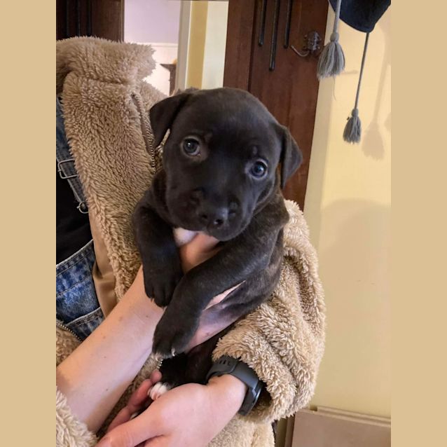 Photo of Puppy Blossom Dl2883