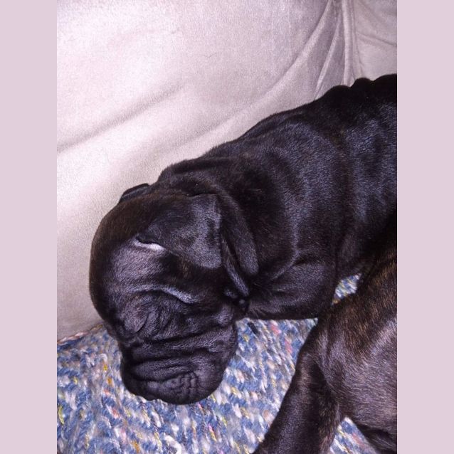 Photo of Puppy Cassidy Dl2879