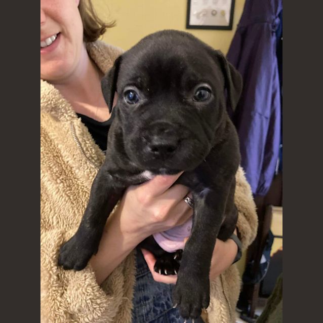 Photo of Puppy Howl Dl2877