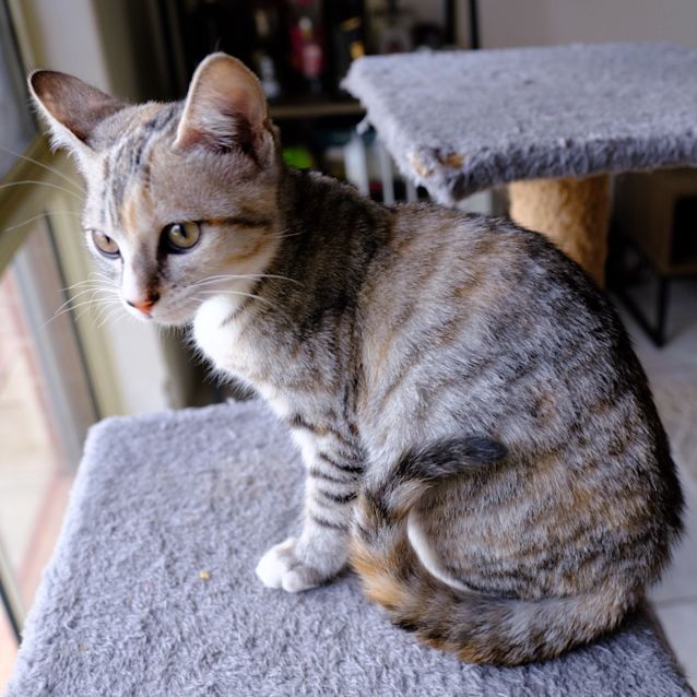 Photo of Tigeress