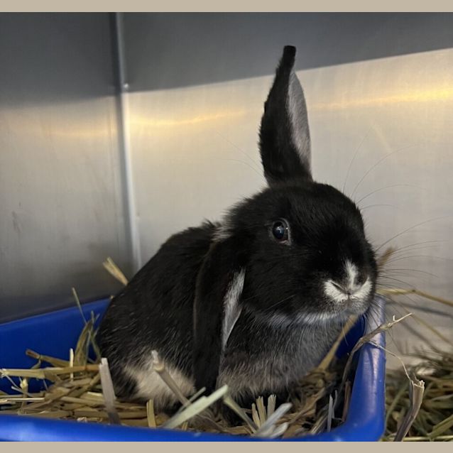 Photo of Pepper