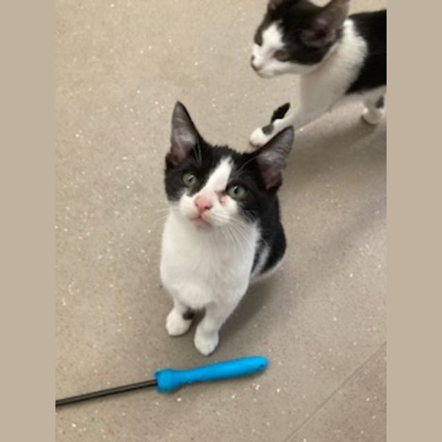 Photo of C1040 Percy