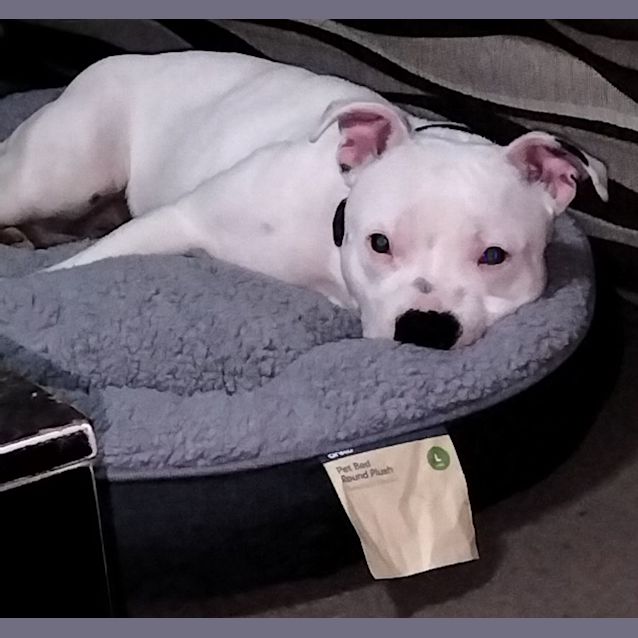 Photo of Ghost ~ 1 Year Old English Staf(on Trial 17/7/22)