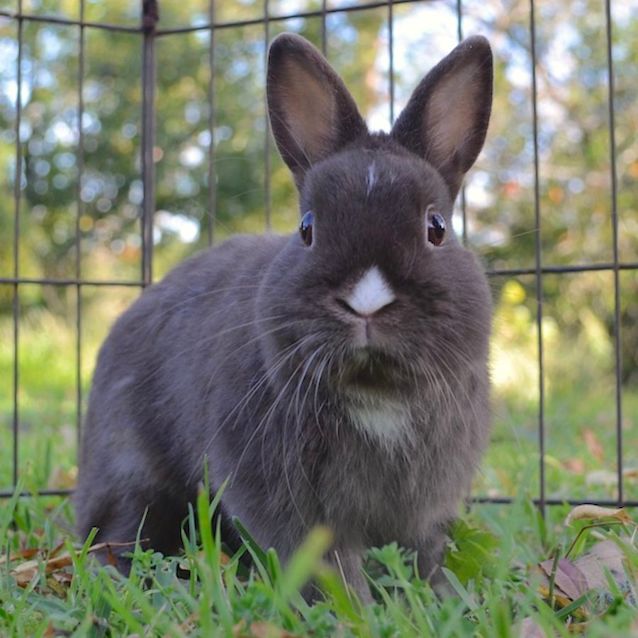 Photo of Bugsy Buttons