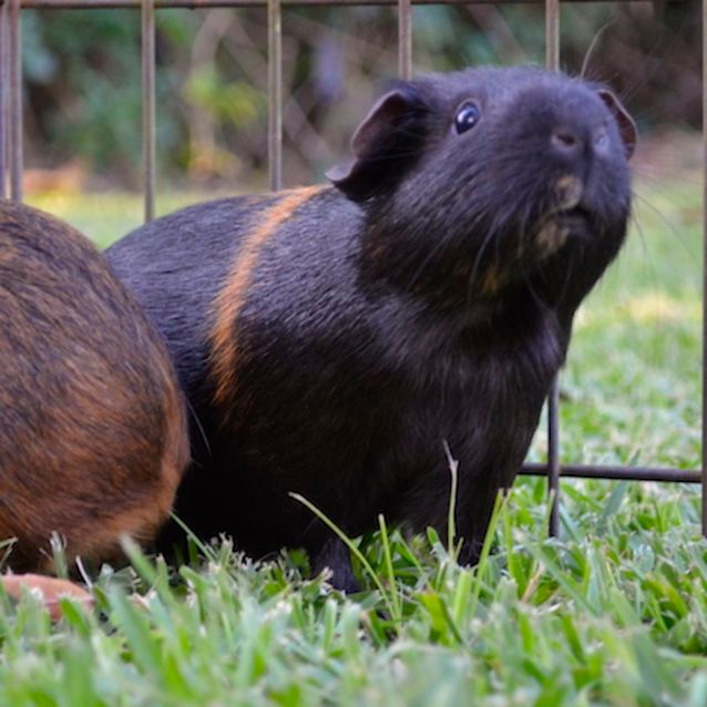 Photo of Uno And Duo