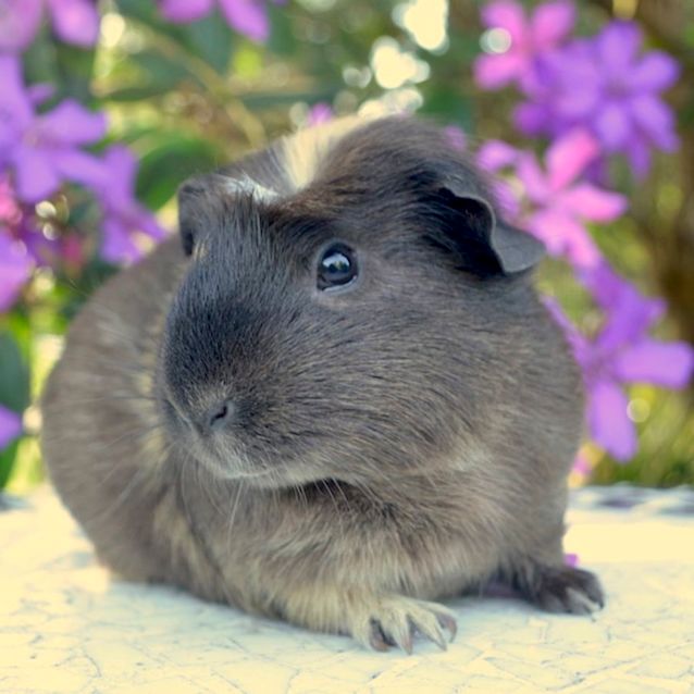 Photo of Lucky Charm