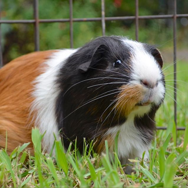 Photo of Captain Crunch