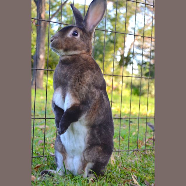 Photo of Willow And Maple