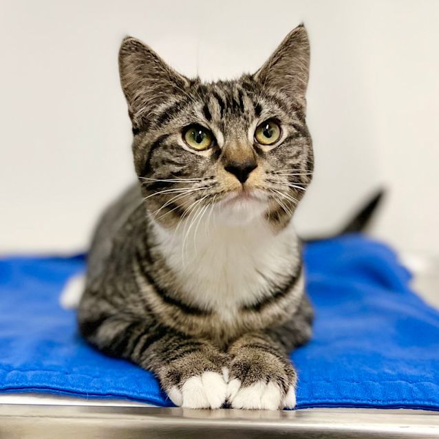 Photo of Lychee & Mango