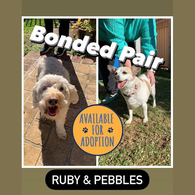 Photo of Ruby