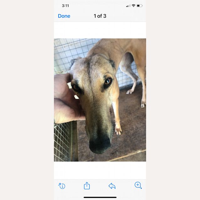 Photo of Sandy