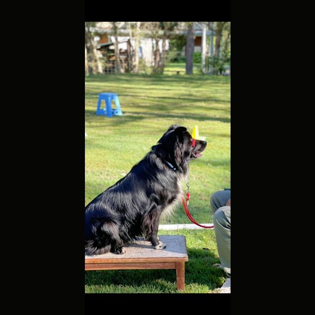 Photo of Bear ~ 6yr Old Border Collie X(on Trial 30/7/22)