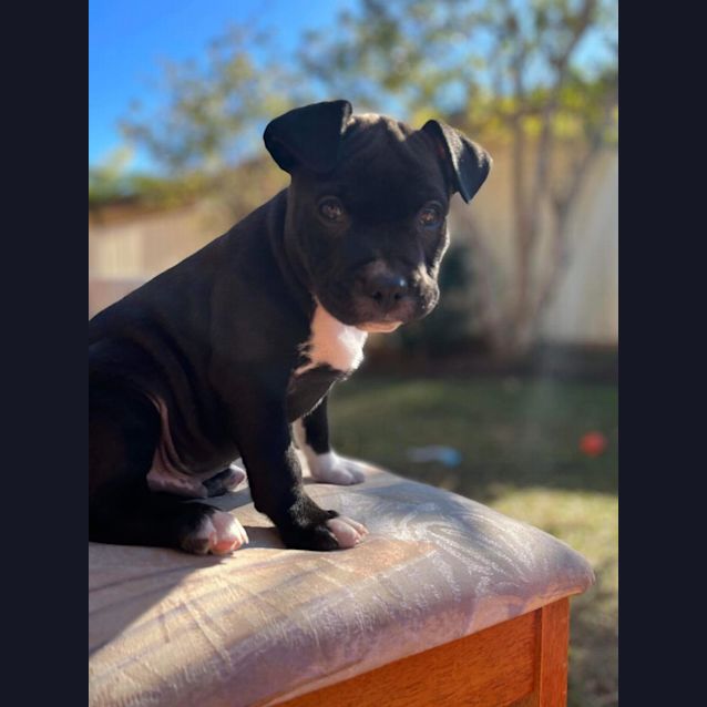 Photo of Chester ~ Staffy X Puppy(on Trial 1/7/2022)