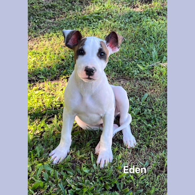 Photo of Eden
