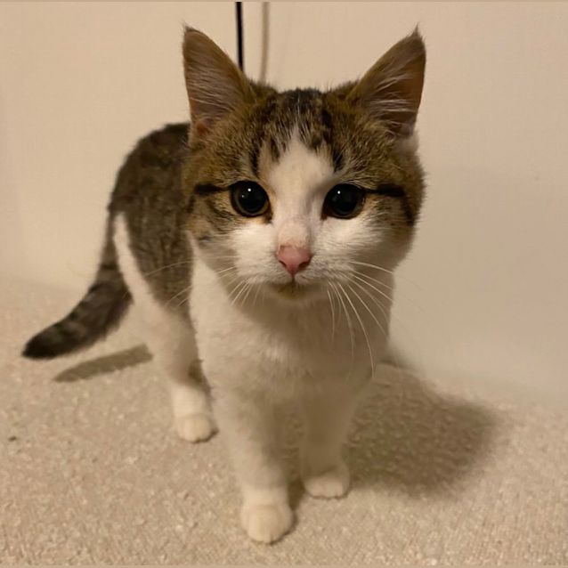 Photo of Peach 