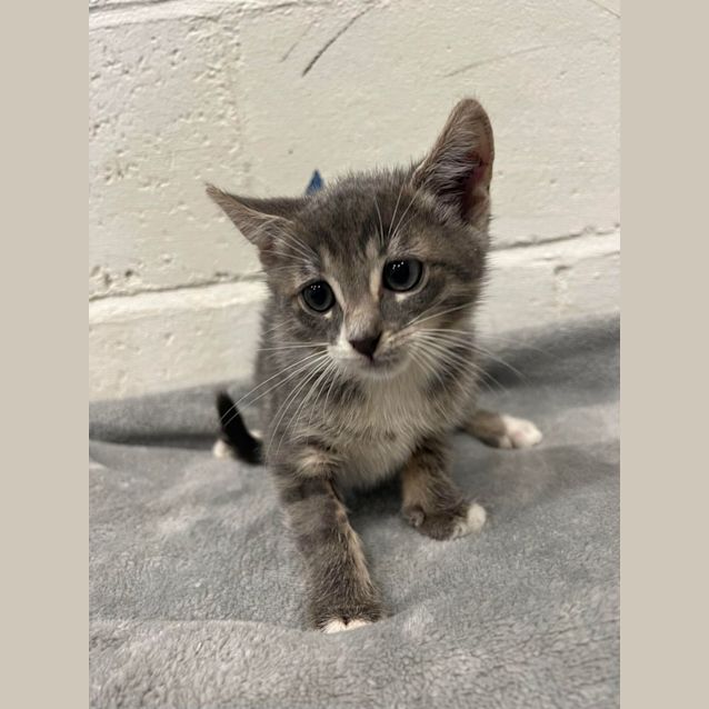 Photo of Alvin   Located In Cranbourne