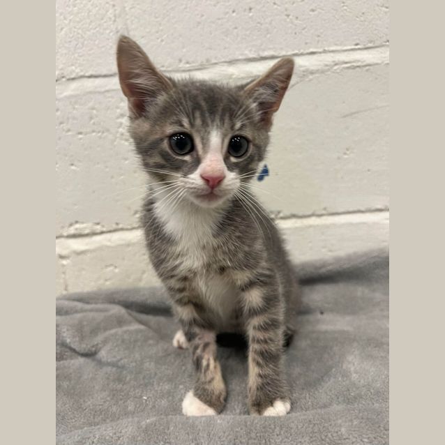 Photo of Theodore   Located In Cranbourne
