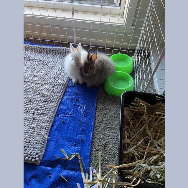 Photo of Fern