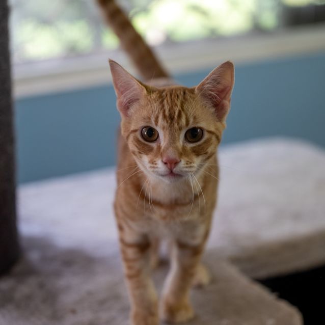 Photo of Gingernut