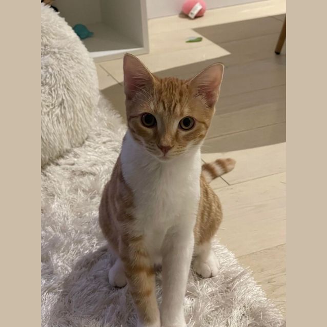 Photo of Nugget (Aka Lil Nuggs)