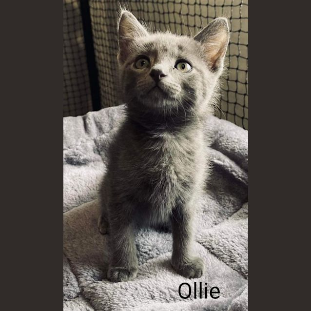 Photo of Ollie