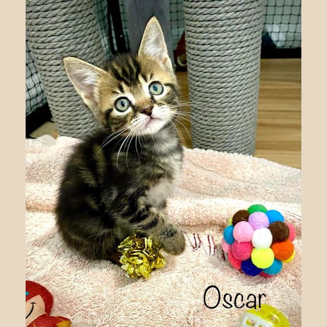 Photo of Oscar