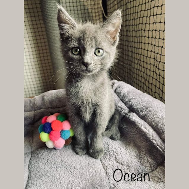 Photo of Ocean