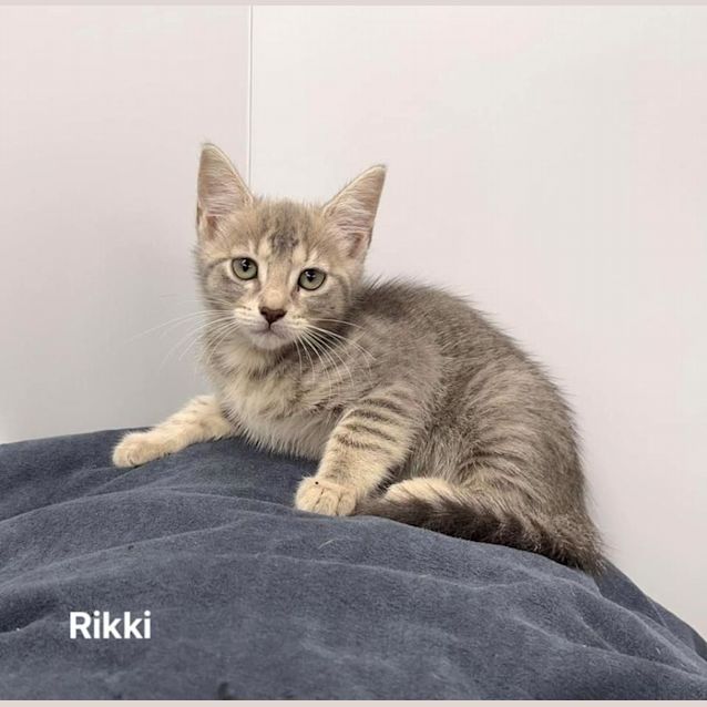 Photo of Rikki