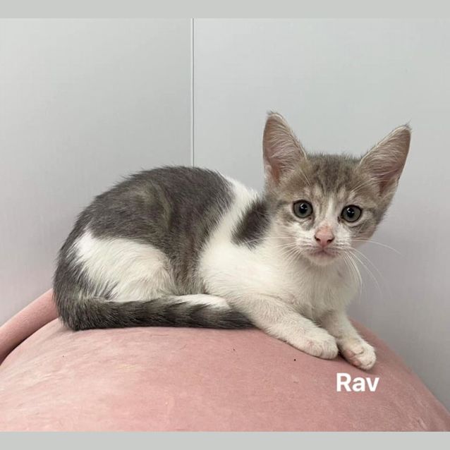 Photo of Rav