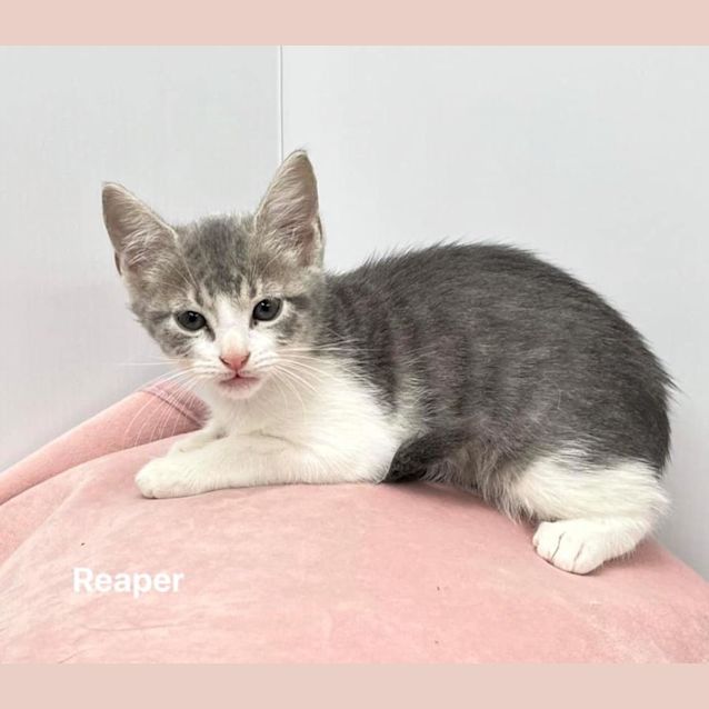 Photo of Reaper