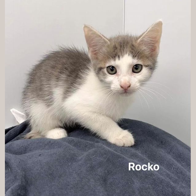 Photo of Rocko